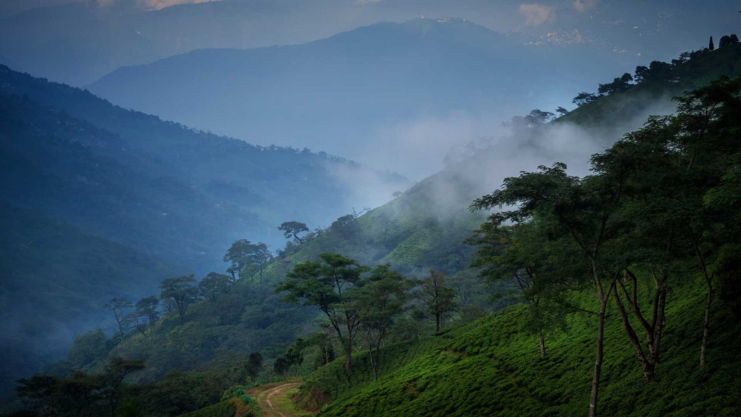 Darjeeling First Flush